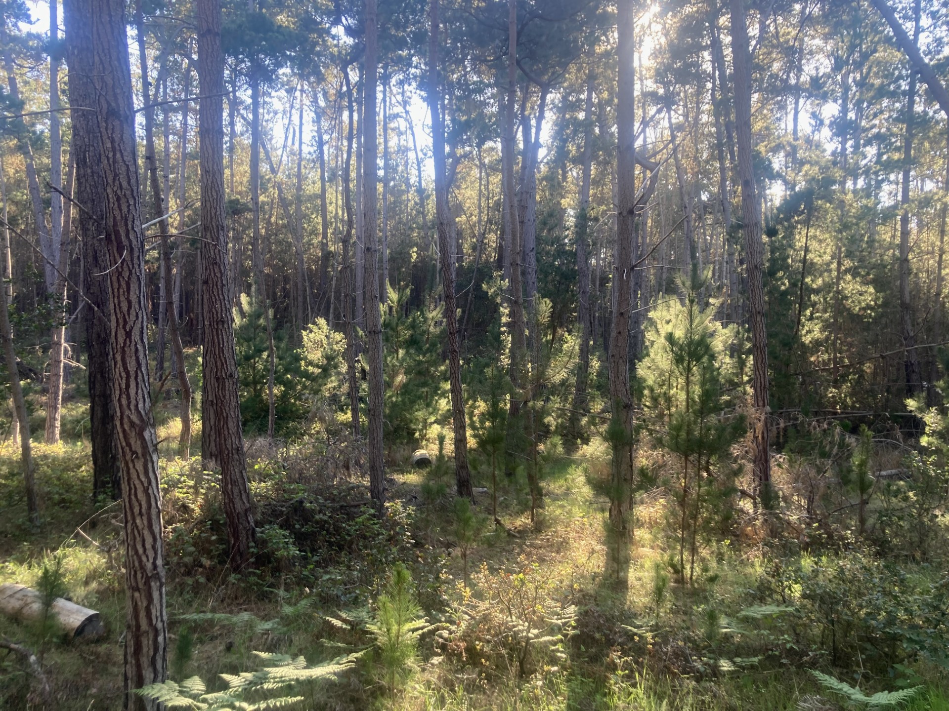 view of pine forest thick with small trees